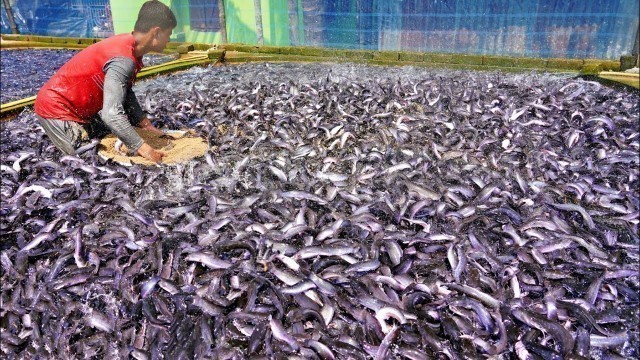 'Hybrid Magur fish farming business | Million of Catfish Eating Food in Tank | Catfish Farm part-19'