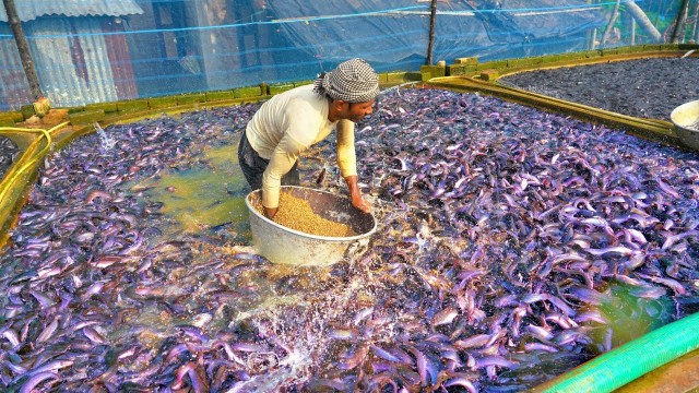 'LARGEST Outdoor Hatchery Fish Feeding | Hybrid Magur Fish Farming Business | Catfish Farming'