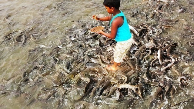 'amazing Fish Feeding  // Hybrid Magur Fish Farming'