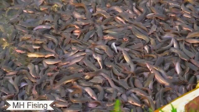 'Floating Feed vs Hybrid Magur| how much fishes excited for food'