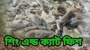 'Medicated Feeds For Sing And Magur Fish Farming Business || Catfish Farming সিং এন্ড ক্যাটফিশ'