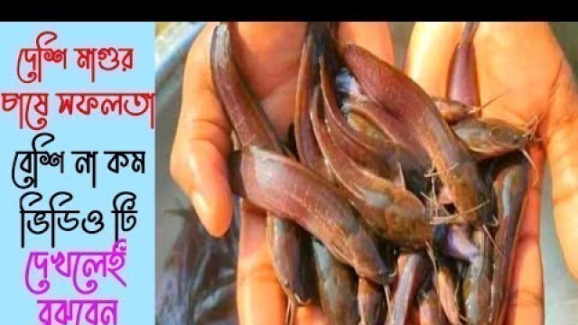 'New catfish farming method।। Mobile-01969882096।। Management in Magur fish farming।। Magur food।।'