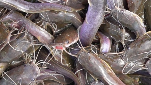 'Feeding Live Food Catfish | Hybrid Magur Fish Farming Business part-6'