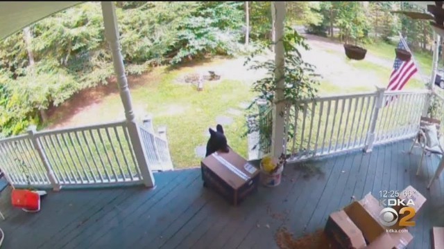 'Baby Bear Takes Dog Food From Porch'