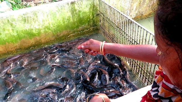 'Amazing Big Indian Hybrid Magur Fish Farming Business in Tank || Feeding Big Catfish'