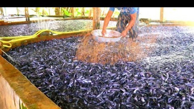 'Lots Of Floating Food For Millions Of Baby Catfish 