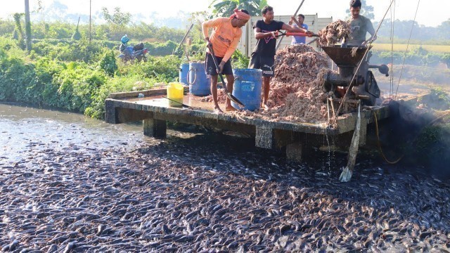 'They Gives Lots Of Different Food To Hungry Catfish|| Hybrid Magur Fish Farming In India.'