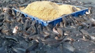 'Catfish Farming In Cement Tank In Asia|hybrid magur fish farming in india'