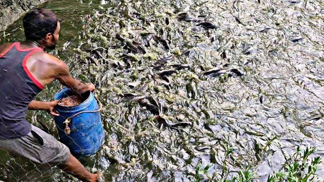 'Hybrid Magur Fish Feeding | Hybrid Magur Fish Farming Business in India || Catfish Feeding in Pond'