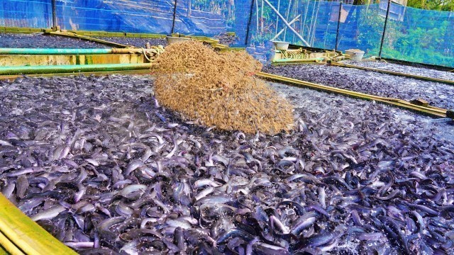 'Feeding Live Food African Catfish | হাইব্রিড মাগুর | Hybrid Magur Fish Farming Business'