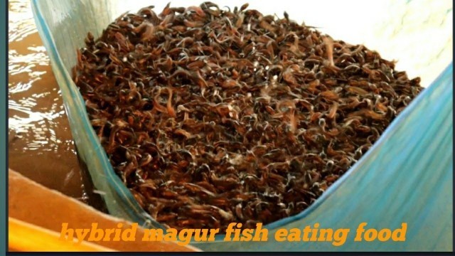 'Hybrid magur fish eating food'