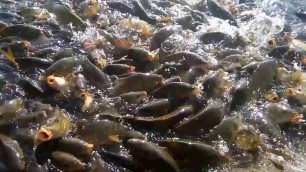 'Hybrid Magur Fish Farming Business 