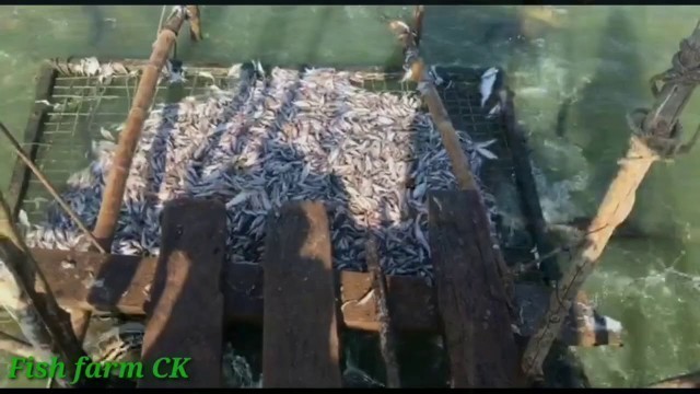 'Giant snakeheads feeding 720p | Hybrids magur fish farming'