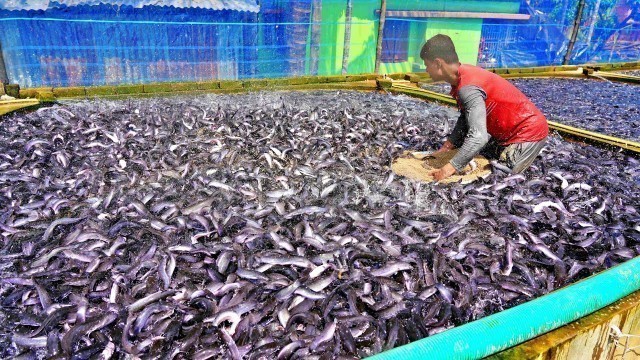 'Hybrid Magur Fish Farming Business | Million Of Fighter Fish Eating Food in Tank | Fish Farm in Asia'