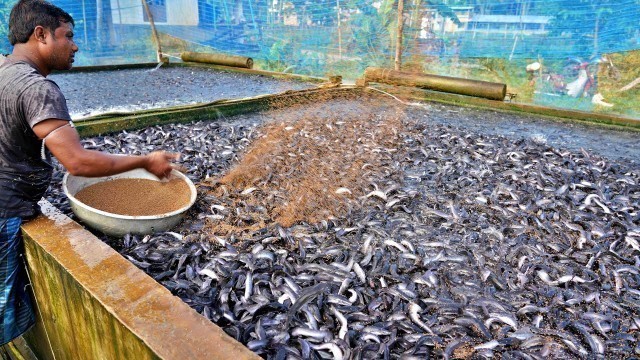 'Fighter King Magur Fish Farming Business | Mangoor Fish Eating Food In Tank Culture'