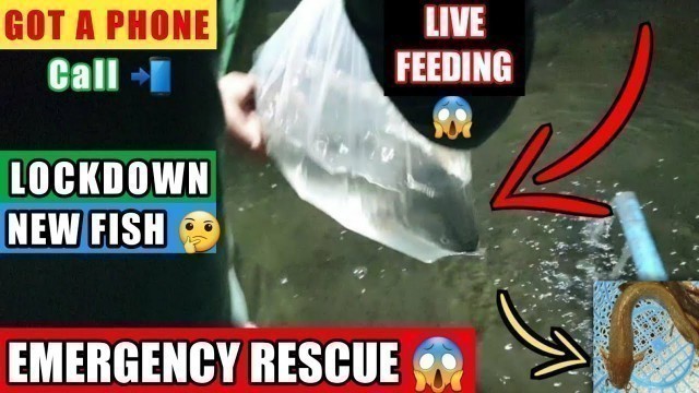 '*New* Fish Unboxing | Live feeding desi magur and singhi to arapaima catfish arowana monster pond'