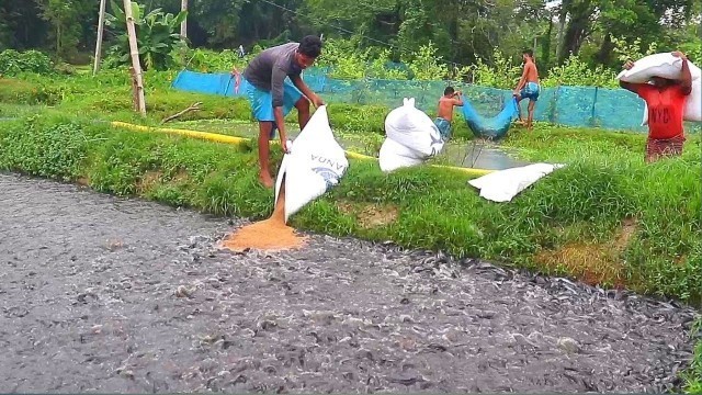 'Hybrid Magur Fish Farming Business In India|| Millions Of Catfish Feeding Food In Pond'