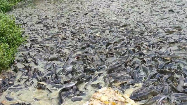 'Million Catfish Feeding in Pond | Hybrid Magur Fish Farming Business in India'