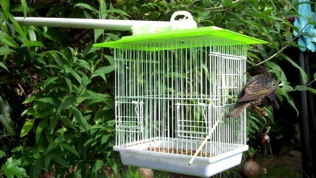 'STARLING PROOF WILD BIRD FEEDER !'