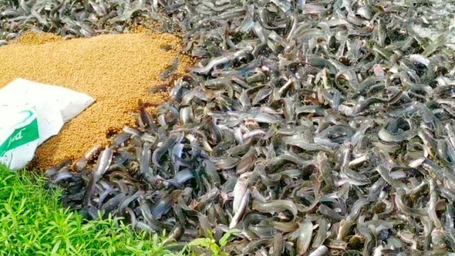 'Hybrid Magur Fish Farming Business In India ||Catfish Eating Food In Village Poond ||হাইব্রিড মাগুর'