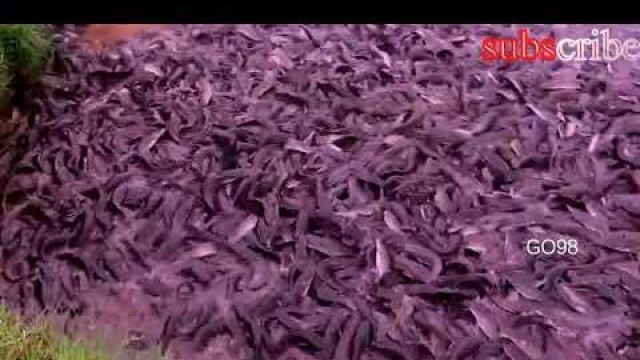 'Catfish Farming Business in Pond  Regular Live Food eating Catfish/magur'