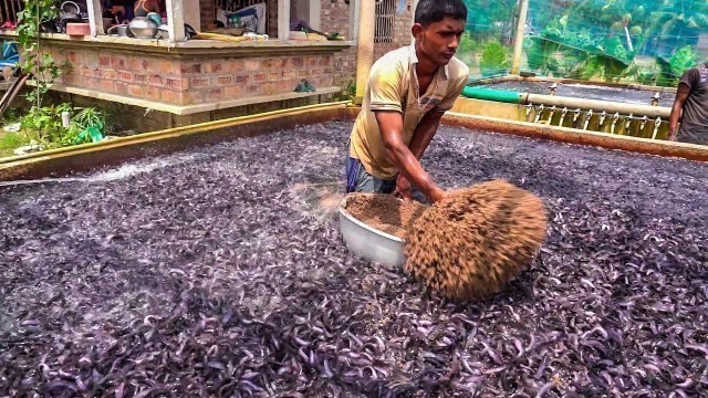 'Hybrid Magur Fish Farming Business In India | Feeding Live Food To Catfish part-3 Fish World'