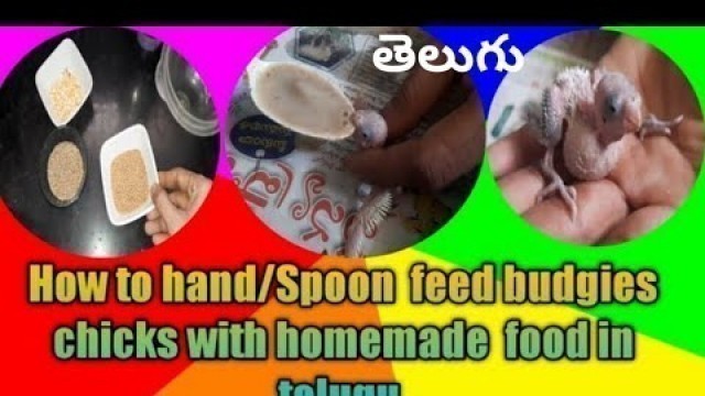 'How I hand / spoon  feed  my budgies  chicks  with home made food in telugu'