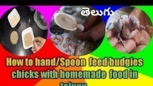 'How I hand / spoon  feed  my budgies  chicks  with home made food in telugu'