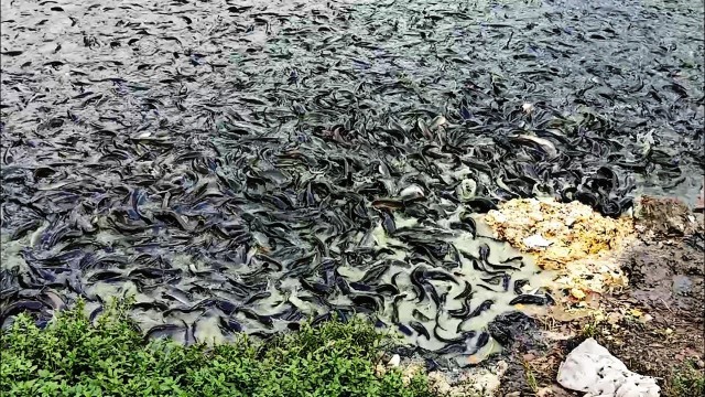 'Millions of Catfish Feeding in Village Pond | Hybrid Magur Fish Farming Business in India'