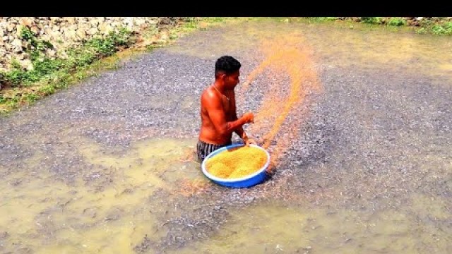 'Million Baby Catfish Eating Medicated Floating Food In Pond || Magur Fish Farming Business In India'