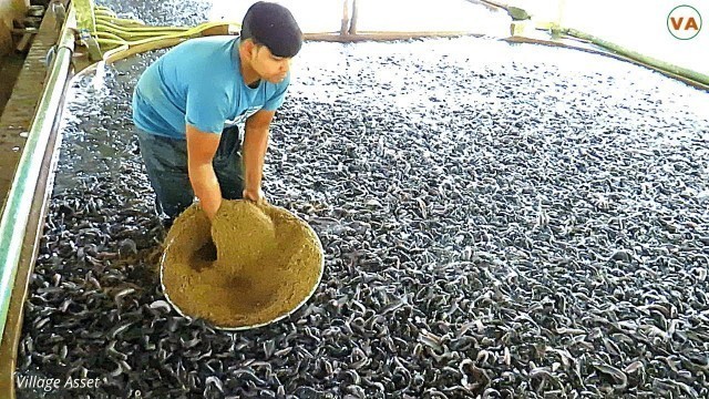 'Dynamics! Catfish Eating Pellet Feed in Cement Tank || Hybrid Magur Fish Farming Business'