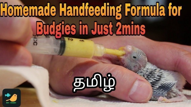 'Home made budgies hand feeding formula very easy and effective /tamil/budgies )/ Iam  hobbist'