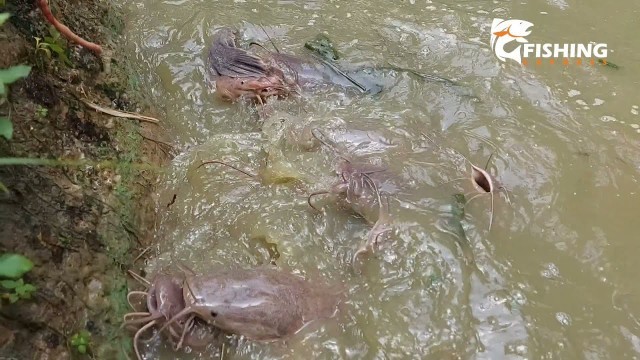 'Fish Feeding In Village Pond | Growth Performance Of Hungary Catfish | Hybrid Magur Feeding Video'