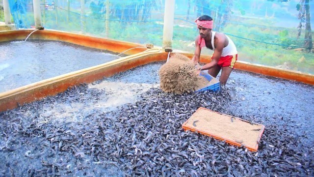 'Feeding Live Food To Catfish | Hybrid Magur Fish Farming Business in India Part 2 -Travel Tride'