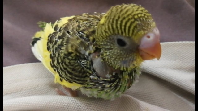 'Handfeeding a baby budgie| Simple tips to hand feed your baby bird'