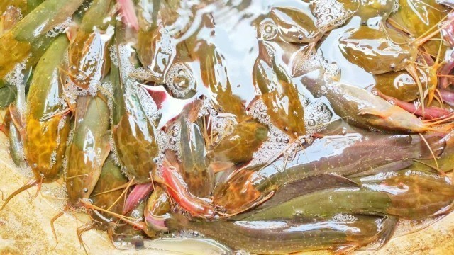 'Magur Fish taking For Food | খাবারের জন্য মাগুর মাছ'