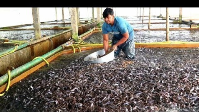 'Lots Of Food For Millions Catfish | Fish Farming Business In India | Magur Fish Farm | Catfish 