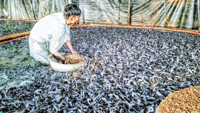 'Baby Cat Fish Eating Food in Tank || Milion Hybrid Magur Fish Farming business in India'