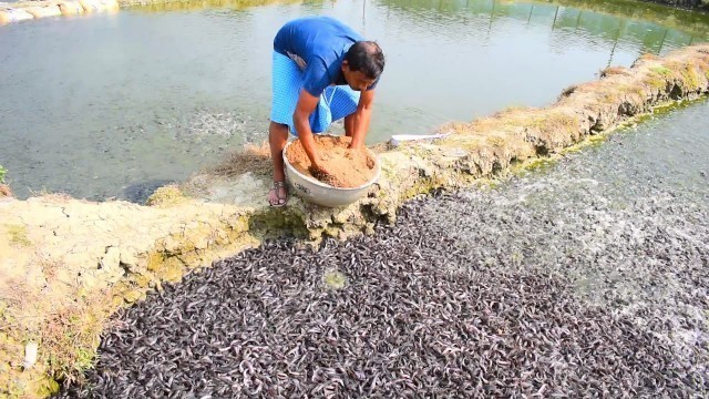 'Million Of Catfish Eating Food in Pond | Hybrid Magur Fish Farming Business'