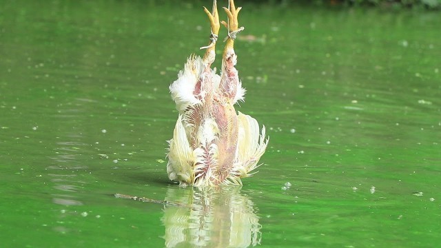 'Feeding Live Food To Catfish | Hybrid Magur Fish Farming Business In India part(126)'