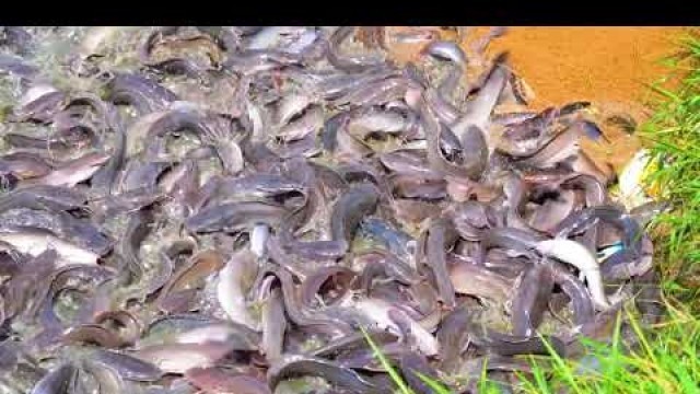 'Hybrid Magur fish farming business || Million of Fishter Magur fish Eating Food in Muddy water Pond'