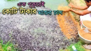 'Hybrid Magur Fish Farming Business in India | Million Catfish Eating Food in a Pond | হাইব্রিড মাগুর'