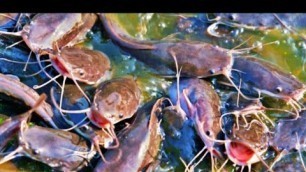 'hybrid magur fish farming eating food'