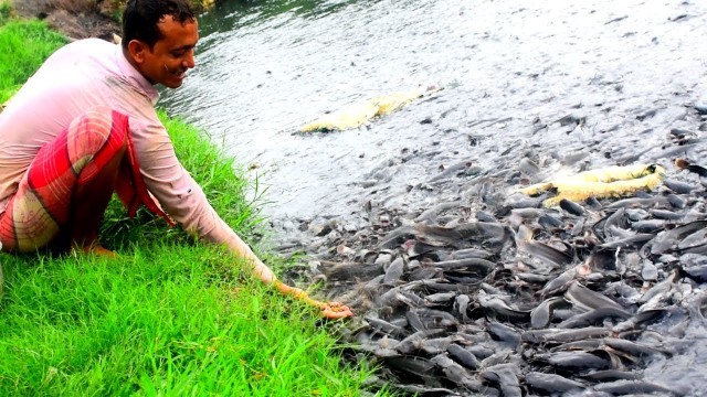 'Hybrid Magur Fish Farming Eating Food In Pond || Fish Farming Business In India'