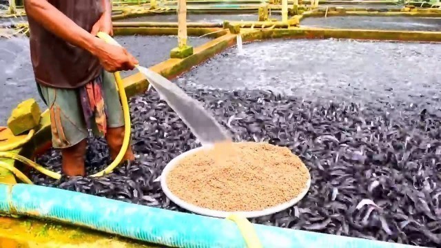 'Food Disribution To Deshi Magur Fish Hybrid Catfish Farming Part 2'