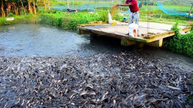 'Hybride Magur Fish Farming Business In India || Big Catfish Eating Food In Pond'