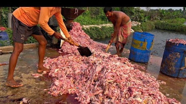 'Feeding Live Chicken Food to Catfish | Hybrid Magur Fish Farming Business | হাইব্রিড মাগুর চাষ'