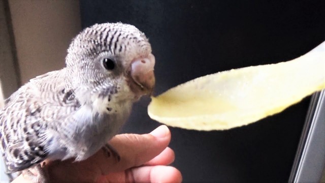 'Hand Feeding Baby Budgie'