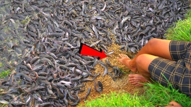 'Hybrid Magur Fish Farming Business in India | হাইব্রিড মাগুর চাষ Catfish Farming Eating Food part-3'