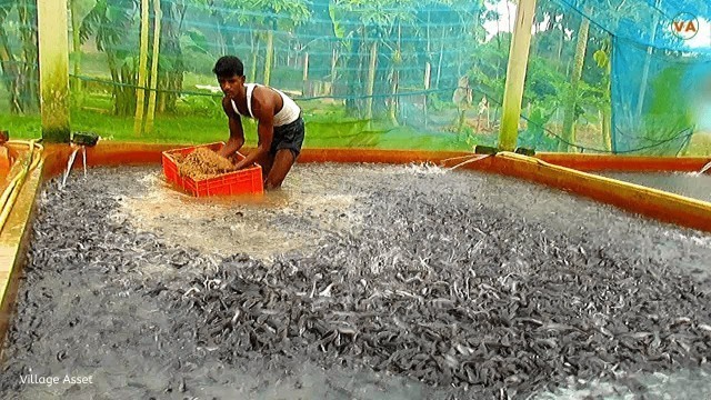 'Deshi Magur Fish Farming Business  || Catfish Farming in Asia'